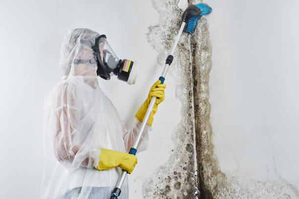 Best Best Mold Removal Companies  in Shawneetown, IL