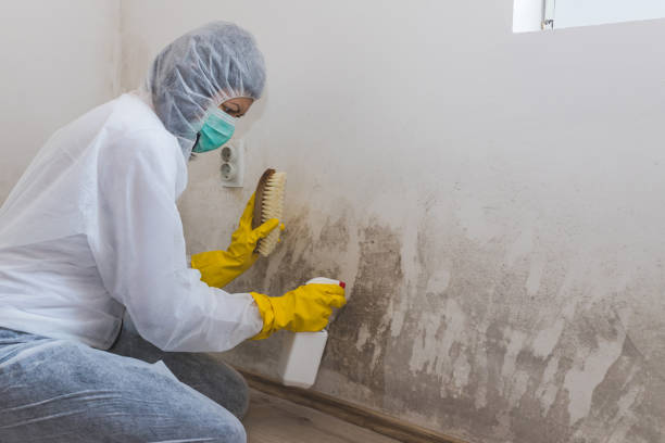 Best Residential Mold Removal  in Shawneetown, IL