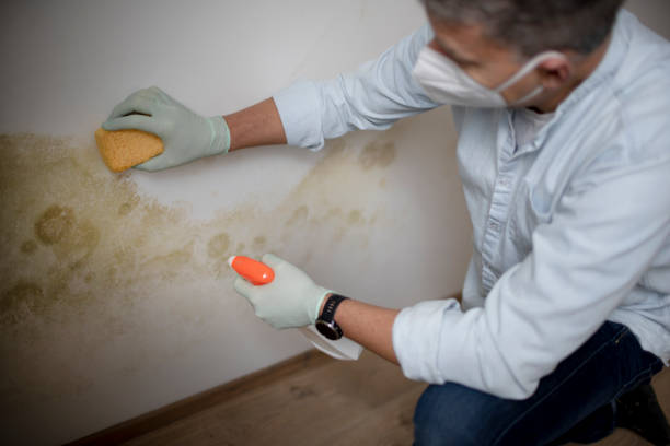 Professional Mold Removal in Shawneetown, IL