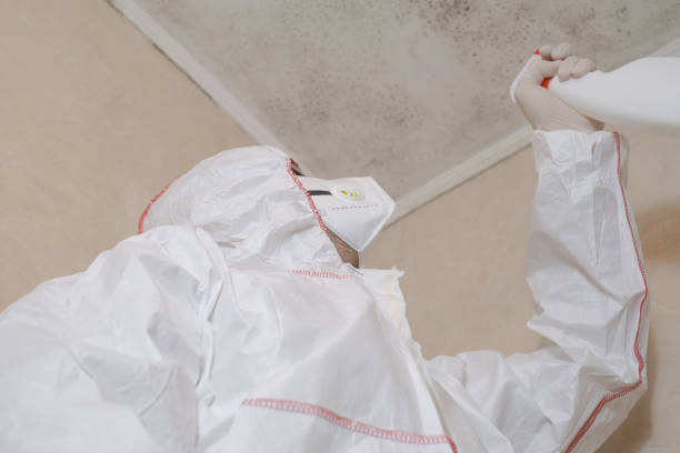 Best Local Mold Removal Service  in Shawneetown, IL