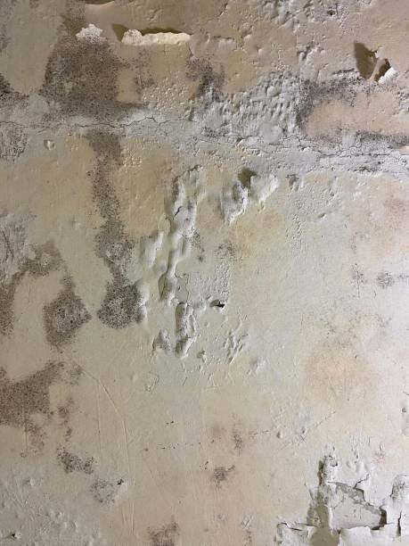 Best Fast Mold Removal  in Shawneetown, IL