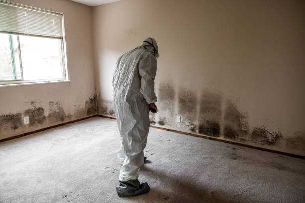 Best Emergency Mold Removal  in Shawneetown, IL