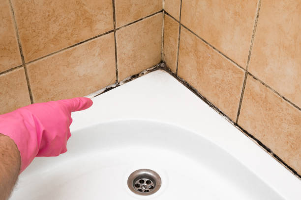 Attic Mold Removal in Shawneetown, IL