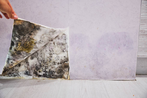 Home Mold Removal in Shawneetown, IL